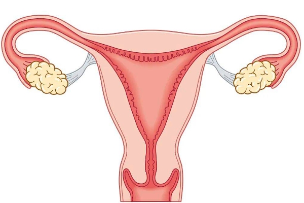 子宫内膜容受性