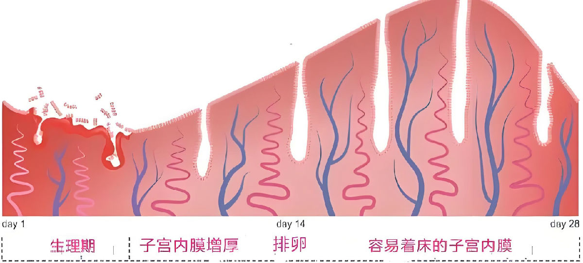 子宫内膜着床期