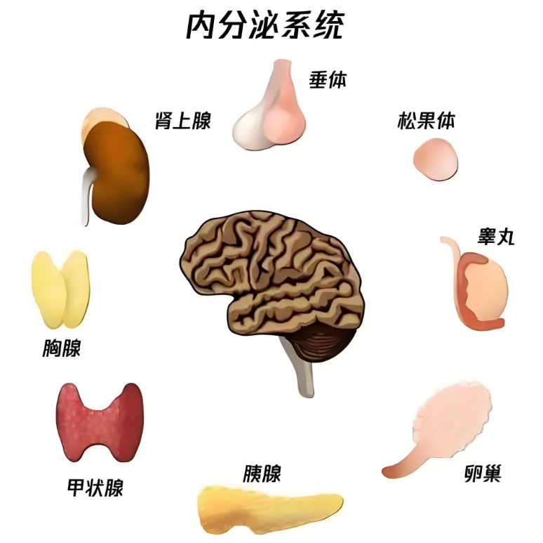 内分泌系统