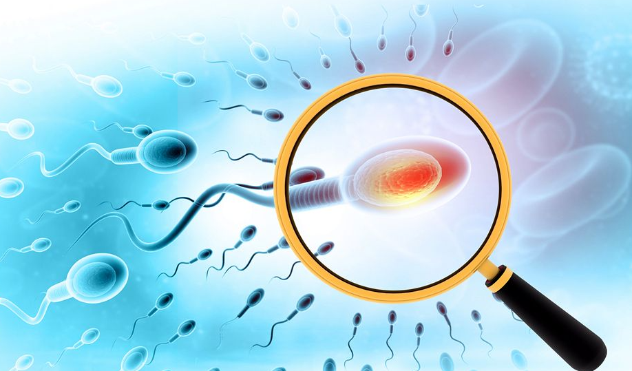 优质精子