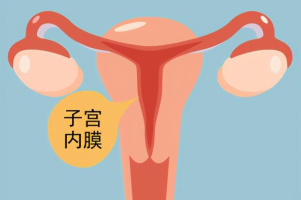 女性子宫内膜