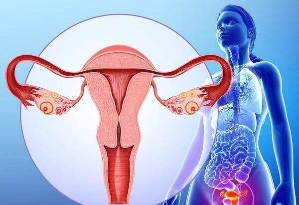 女性子宫环境评估