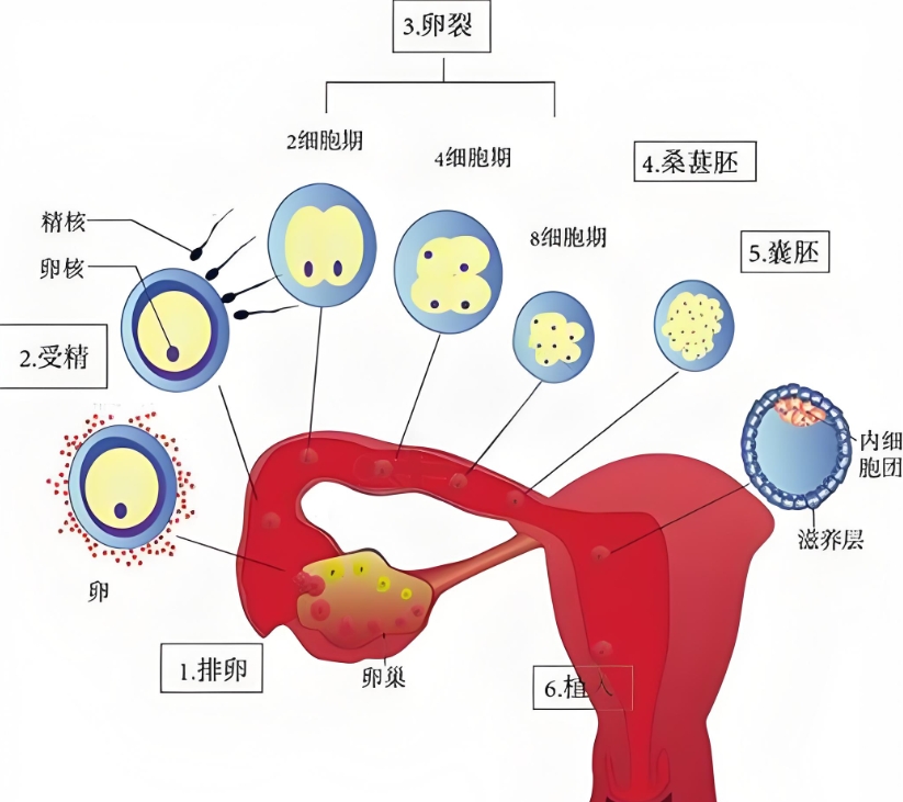 自然怀孕