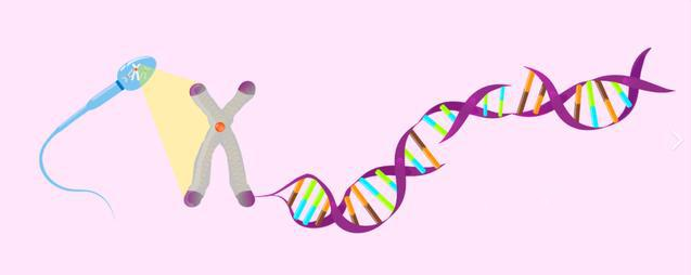精子dna