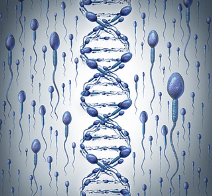 精子dna