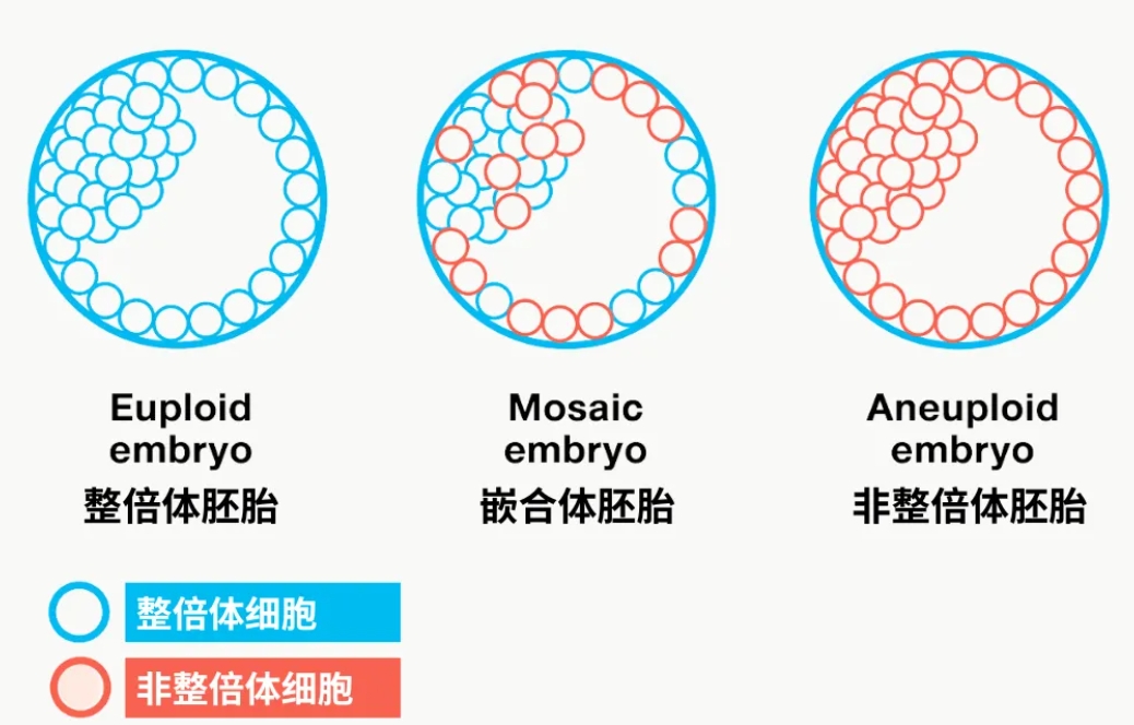 胚胎非整倍体