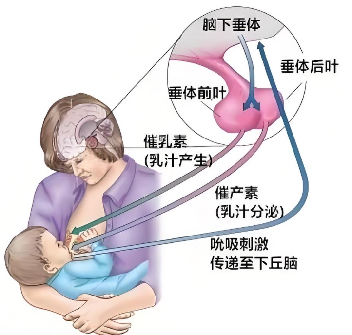 泌乳素