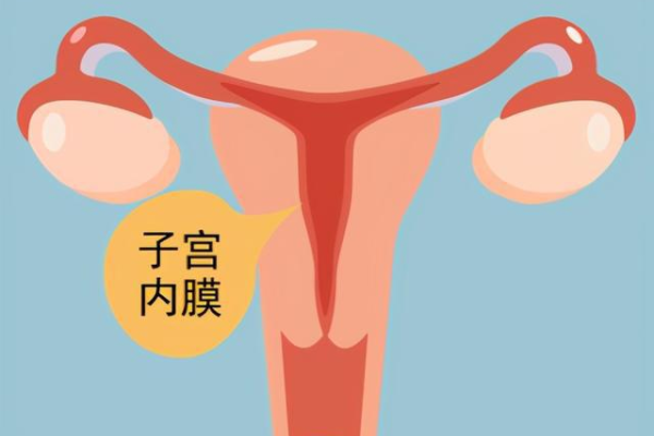 子宫内膜厚度