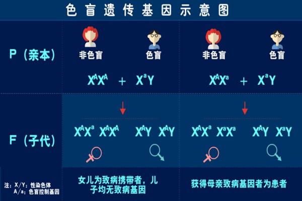 色弱遗传