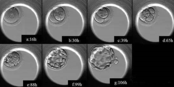 养囊过程