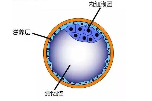 囊胚结构