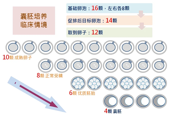 养囊过程