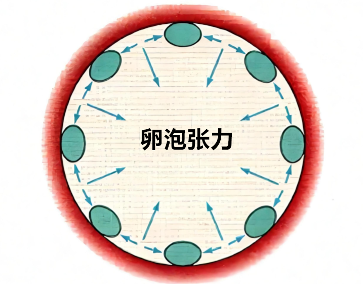 卵泡张力