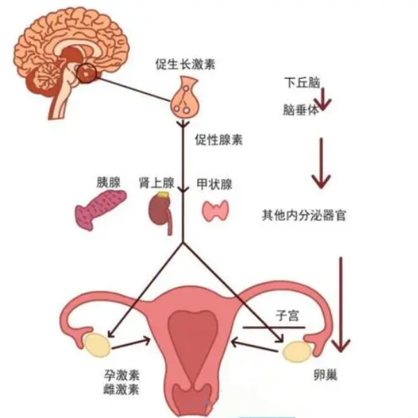 垂体功能异常