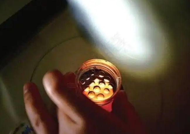囊胚复苏失败