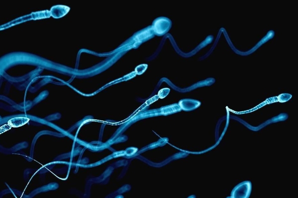 精子质量